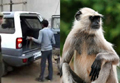 Langurs make madari millionaire, land him behind bars for illegal trade